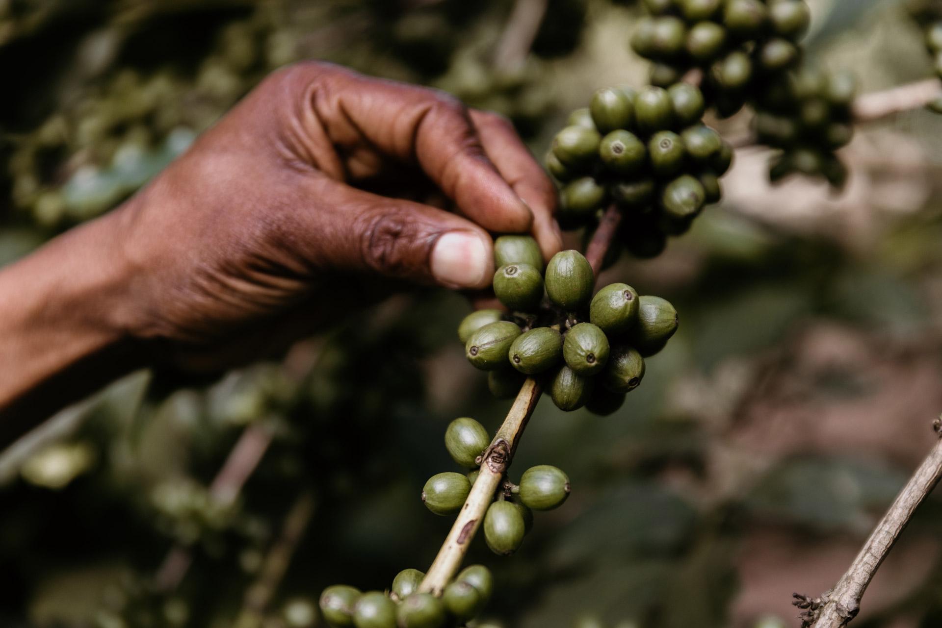 Elewana-collection-The-Manor-at-Ngorongoro-Coffee-Tour