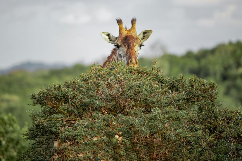 Arusha-national-park-activities