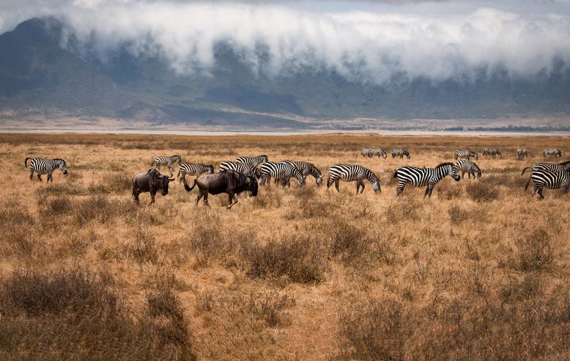 Elewana-collection-arusha-conservancy