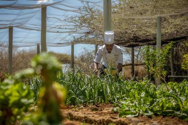 A chef in vegetable garden Shamba projects Amboseli