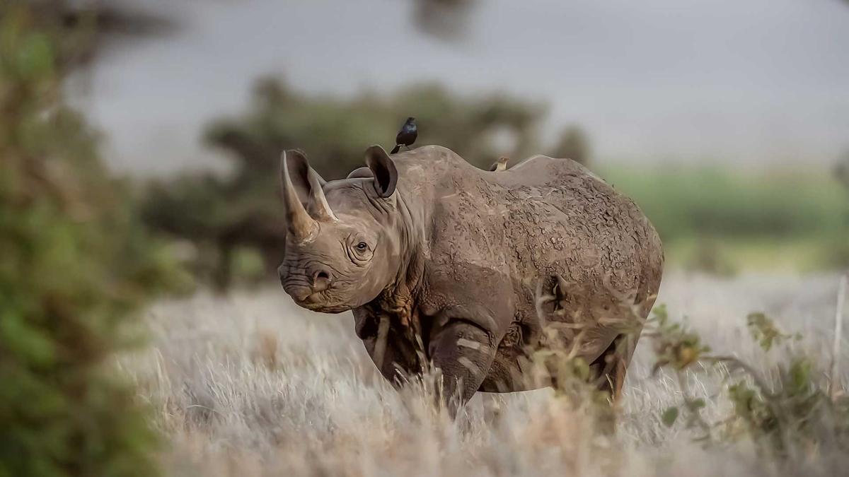 Elewana-Collection-Kifaru-House-Lewa-Rhino