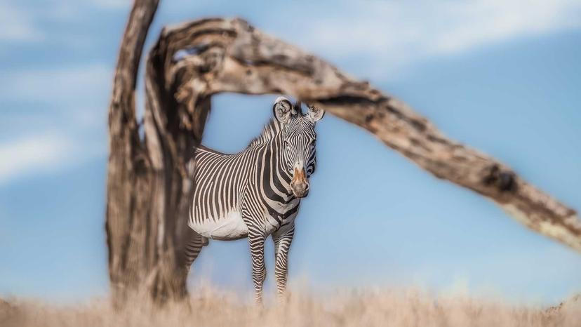 Elewana-Collection-Lewa-Safari-Camp-Wildlife