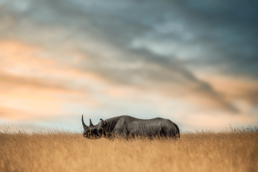 Elewana-Sand-River-Maasai-Mara-Rhino