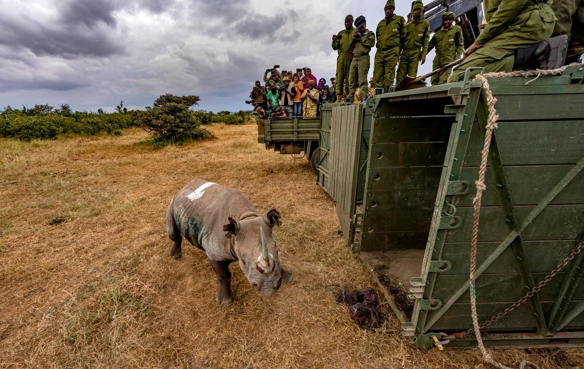 Rhino Reintroduction Loisaba 