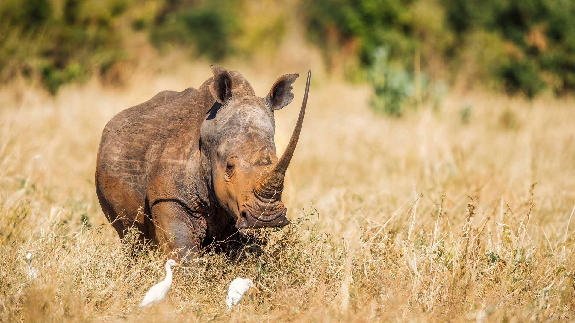 Rhino-Tracking