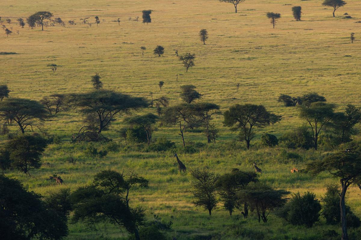 Serengeti-explorer-getting-there