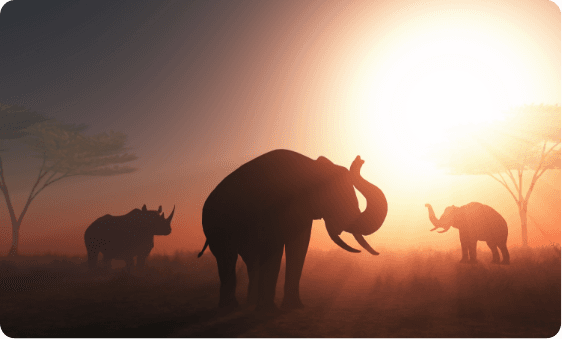 elephant sunset